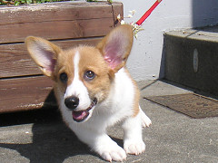 Resize of PICT0768_thumb.jpg